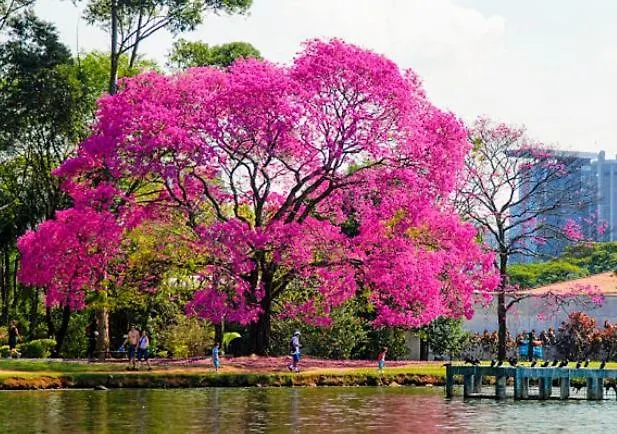 Hotel Slav Ibirapuera São Paulo